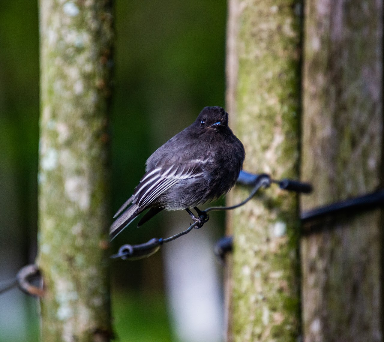 Avistamiento de Aves Colibrí